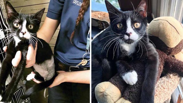 Hombre de gran corazón arriesga su matrimonio por un gato sin hogar de tres patas