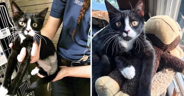Hombre de gran corazón arriesga su matrimonio por un gato sin hogar de tres patas