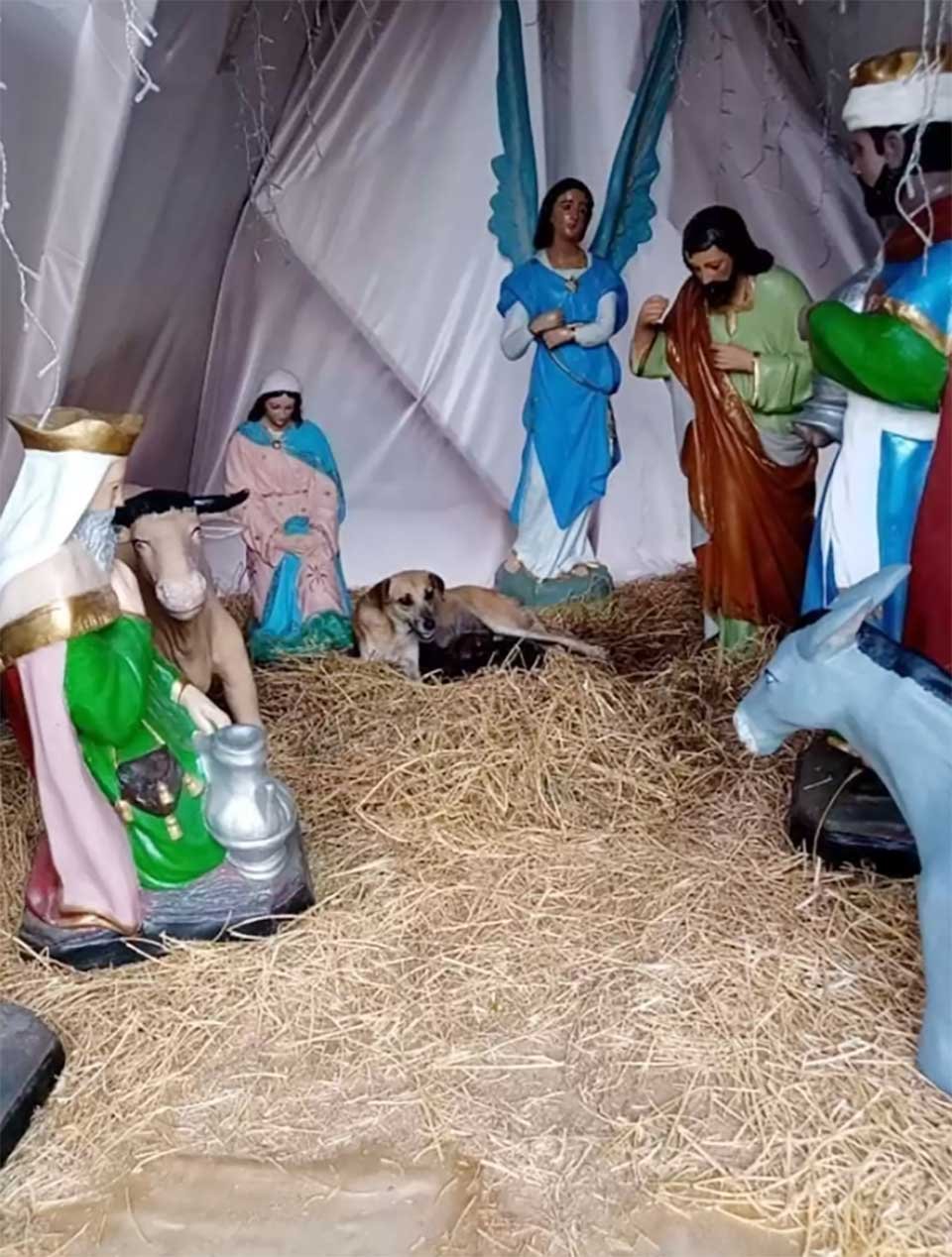 Perrita es encontrada acurrucada en un pesebre después de dar a luz 1 Perrita da a luz dentro de un pesebre