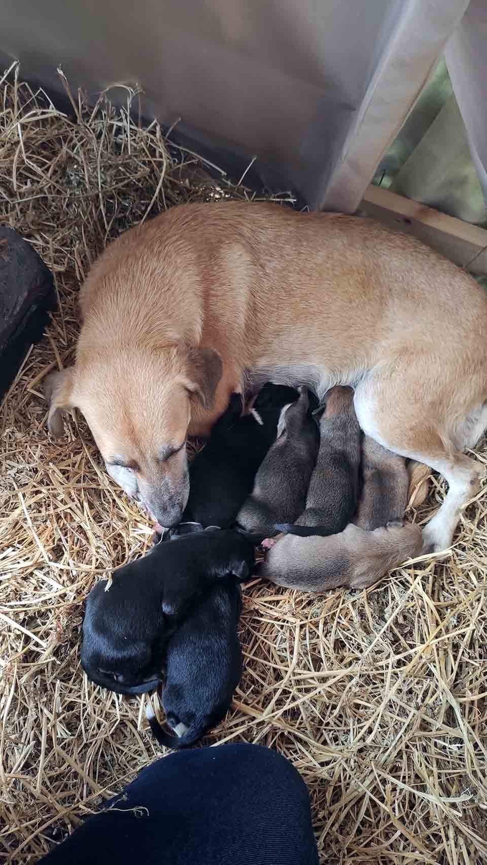 Perrita es encontrada acurrucada en un pesebre después de dar a luz 3 Perrita es encontrada acurrucada en un pesebre con sus cachorros