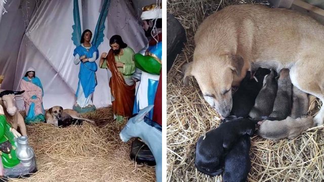 Perrita es encontrada acurrucada en un pesebre después de dar a luz
