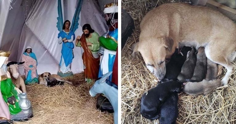Perrita es encontrada acurrucada en un pesebre después de dar a luz