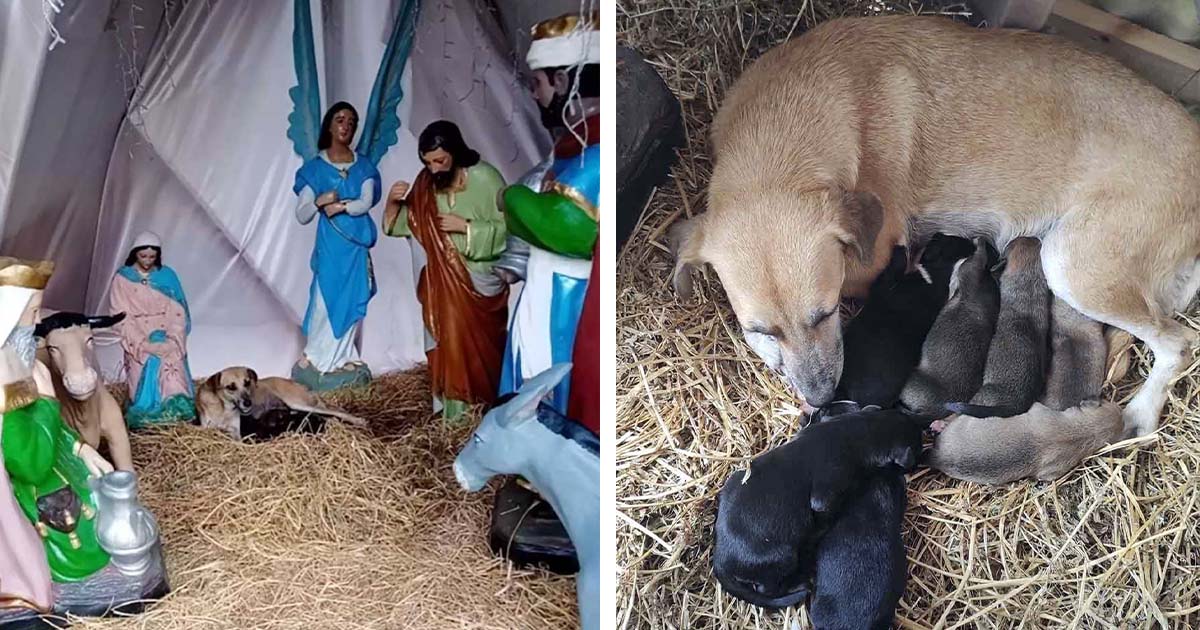 Perrita es encontrada acurrucada en un pesebre después de dar a luz