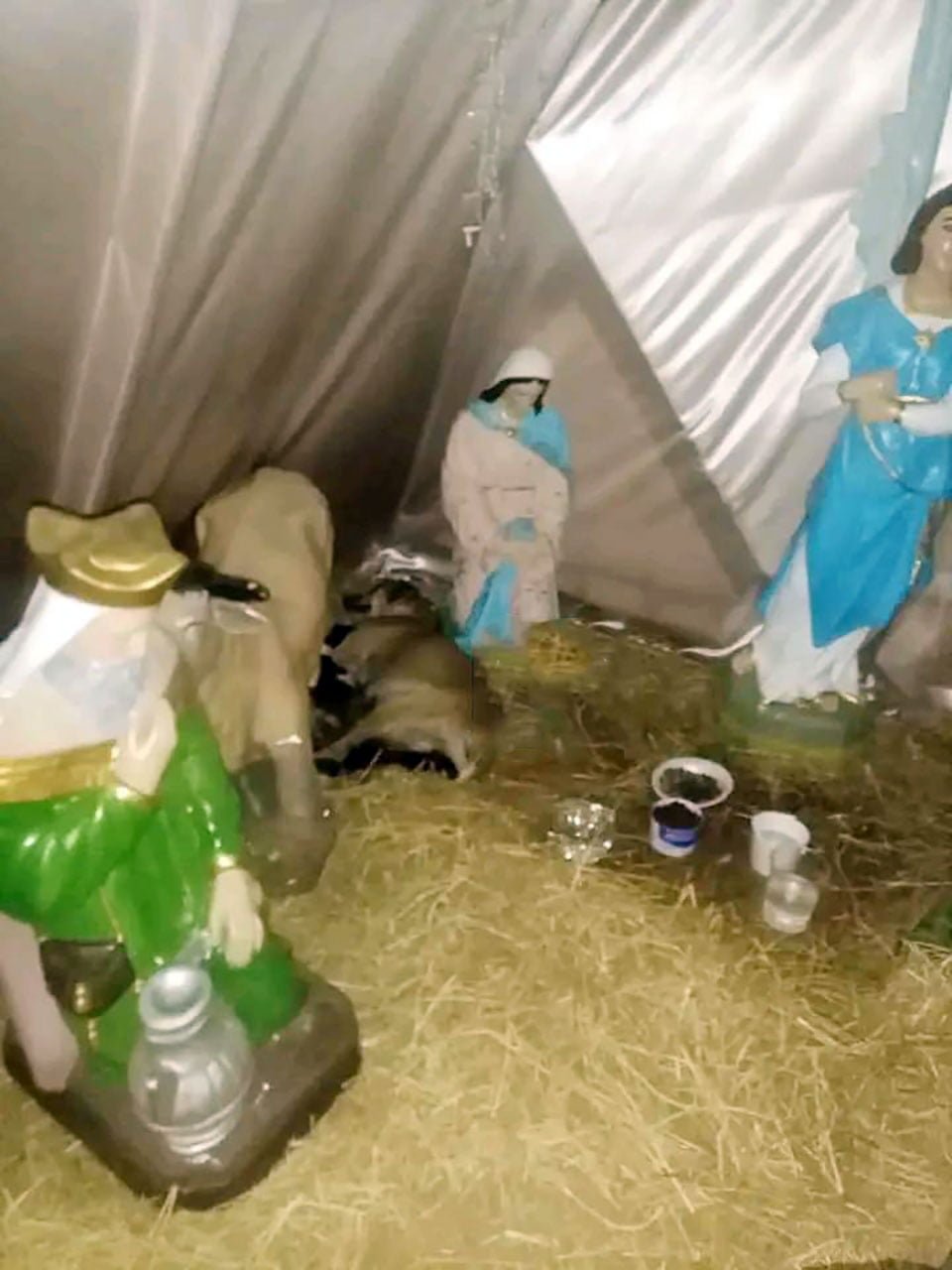 Perrita es encontrada acurrucada en un pesebre después de dar a luz 2 Perrita es encontrada después de dar a luz