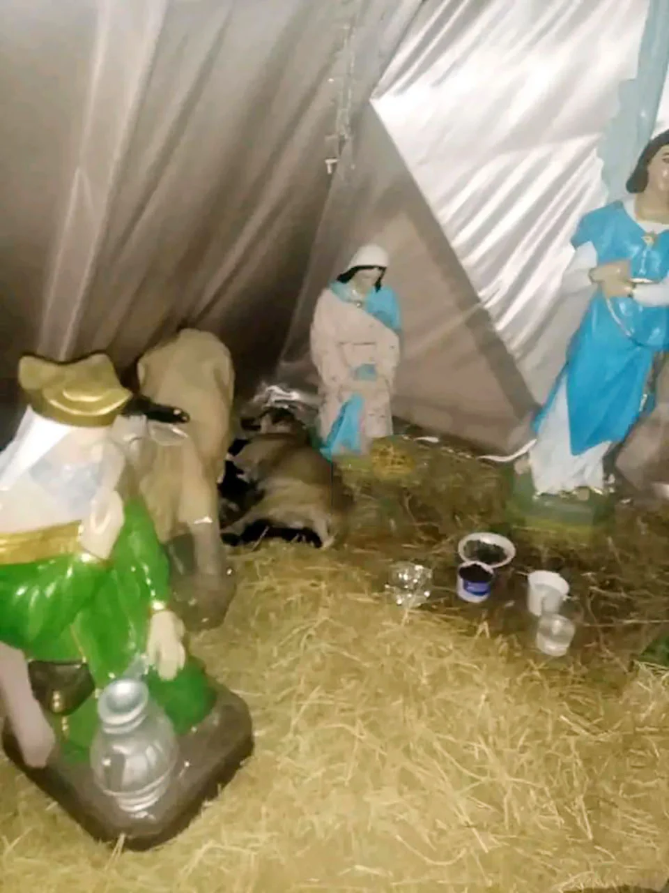 Perrita es encontrada después de dar a luz