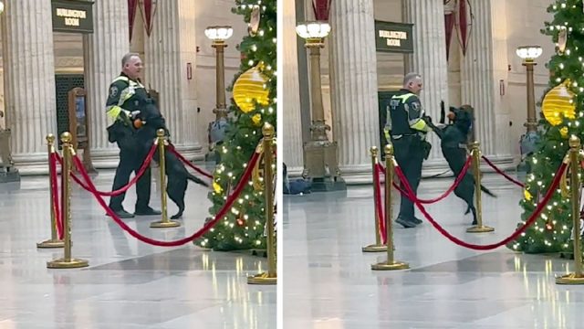 Perro policía recibe un regalo de Navidad y no puede evitar saltar de alegría