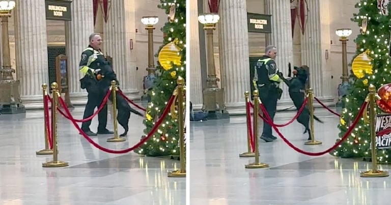 Perro policía recibe un regalo de Navidad y no puede evitar saltar de alegría
