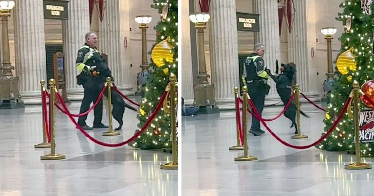 Perro policía recibe un regalo de Navidad y no puede evitar saltar de alegría