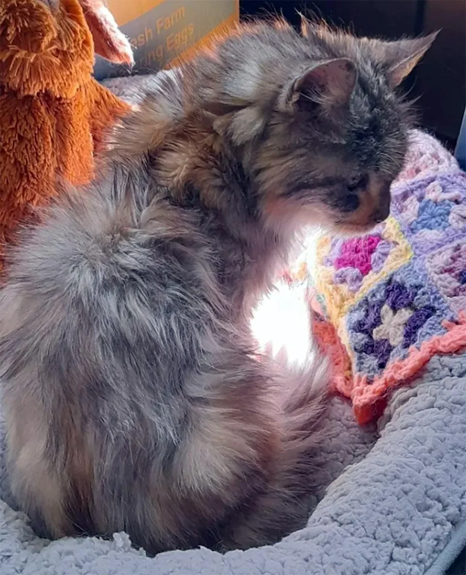 Gata rescatada a los 22 años, prospera y ahora persigue el sol y acapara la cama 3 Dulce gatita esponjosa