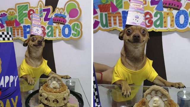 Perrito está contento de que se acordaran de su cumpleaños