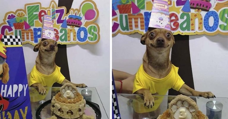 Perrito está contento de que se acordaran de su cumpleaños