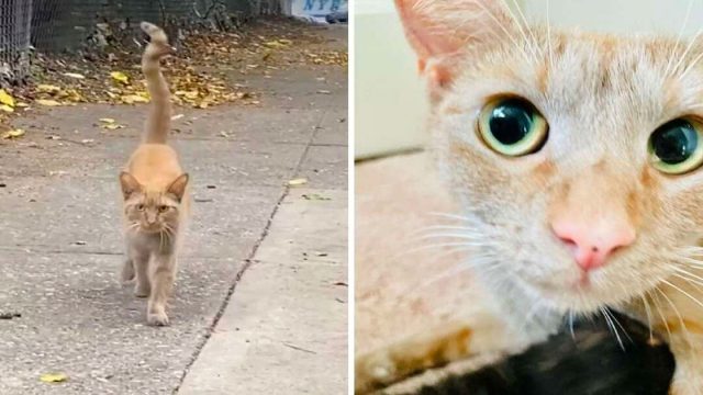 Gata corre mujer calle pide lleve con ella