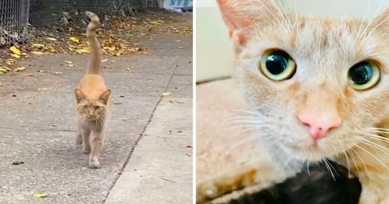 Gata corre hacia una mujer en la calle concurrida y le pide que la lleve con ella