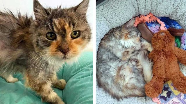 Gata rescatada a los 22 años, prospera y ahora persigue el sol y acapara la cama