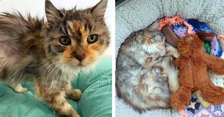 Gata rescatada a los 22 años, prospera y ahora persigue el sol y acapara la cama