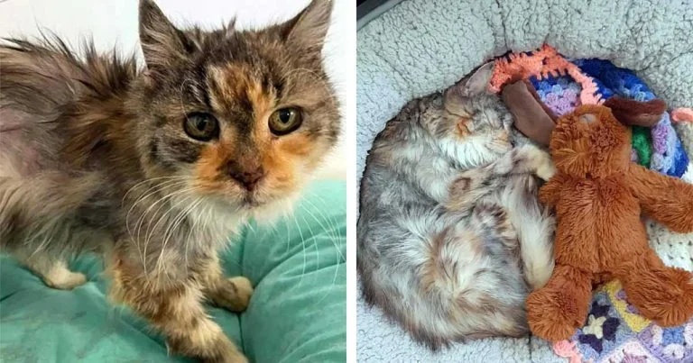 Gata rescatada a los 22 años, prospera y ahora persigue el sol y acapara la cama