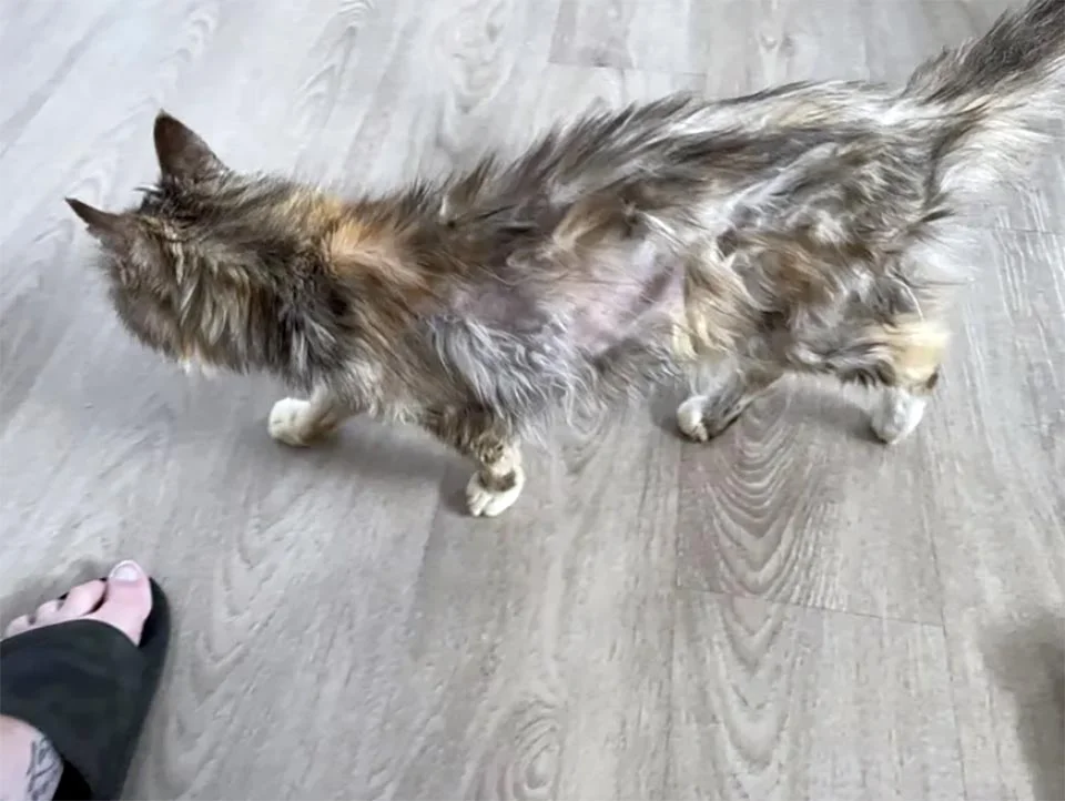 Gata rescatada a los 22 años, prospera y ahora persigue el sol y acapara la cama 2 Gata rescatada