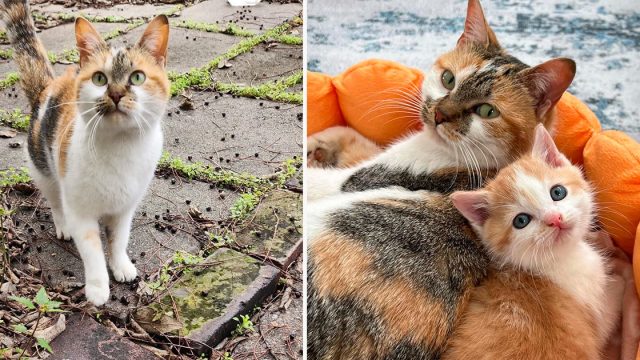 Gata sin hogar llevó a su gatito con la dueña de una tienda durante el frío