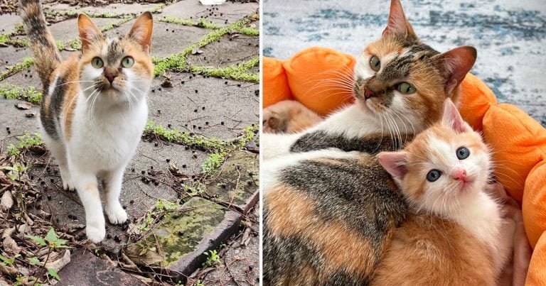 Gata sin hogar llevó a la dueña de una tienda con su gatito durante el frío