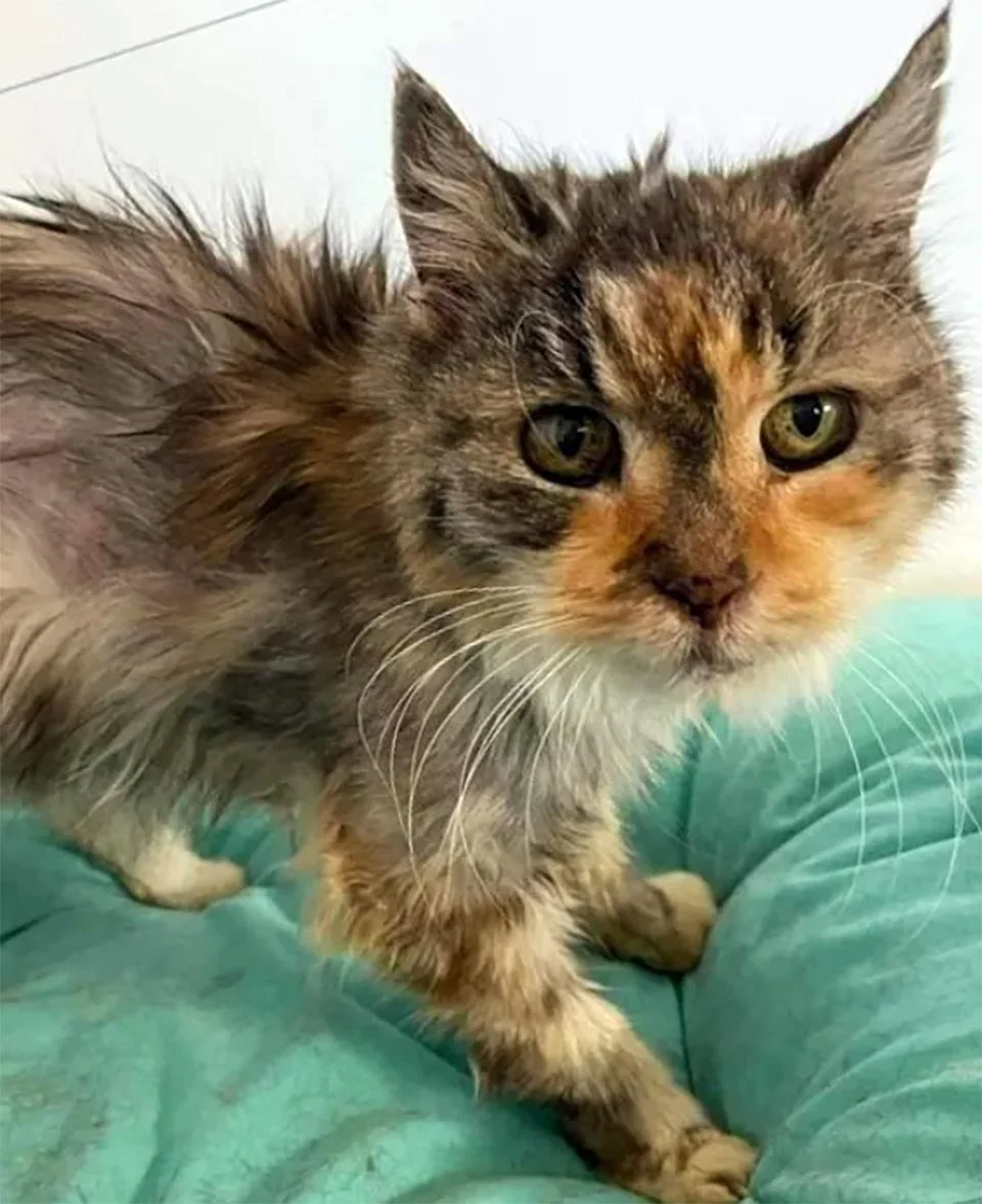 Gata rescatada a los 22 años, prospera y ahora persigue el sol y acapara la cama 1 Gatita mayor