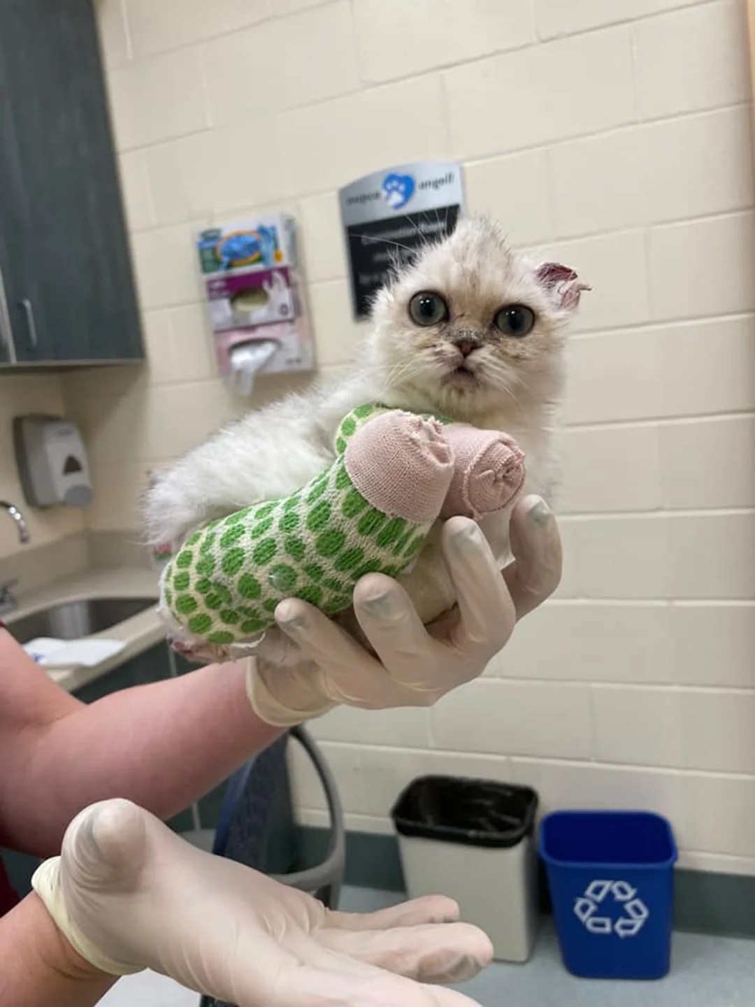 Gatita rara enfermedad Gatita rara enfermedad