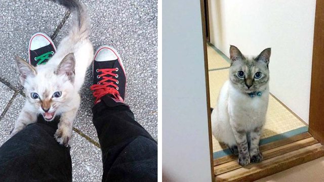 Gatita sin hogar elige a su humano en un parque y no lo deja ir
