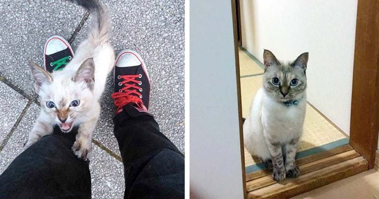 Gatita sin hogar elige a su humano en un parque y no lo deja ir