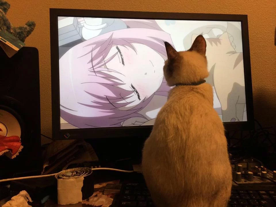 Gatita sin hogar elige a su humano