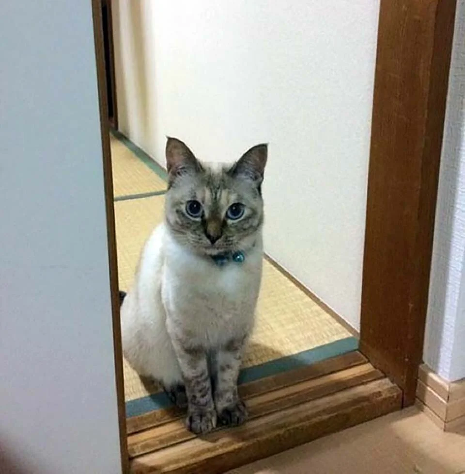 Gatita sin hogar encuentra a su humano