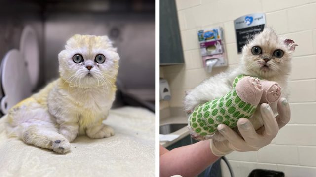 Gatita superó rara enfermedad espera encontrar hogar