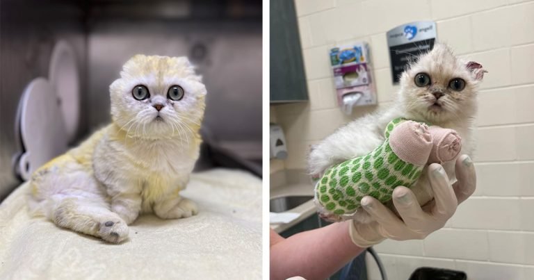 Gatita superó rara enfermedad espera encontrar hogar