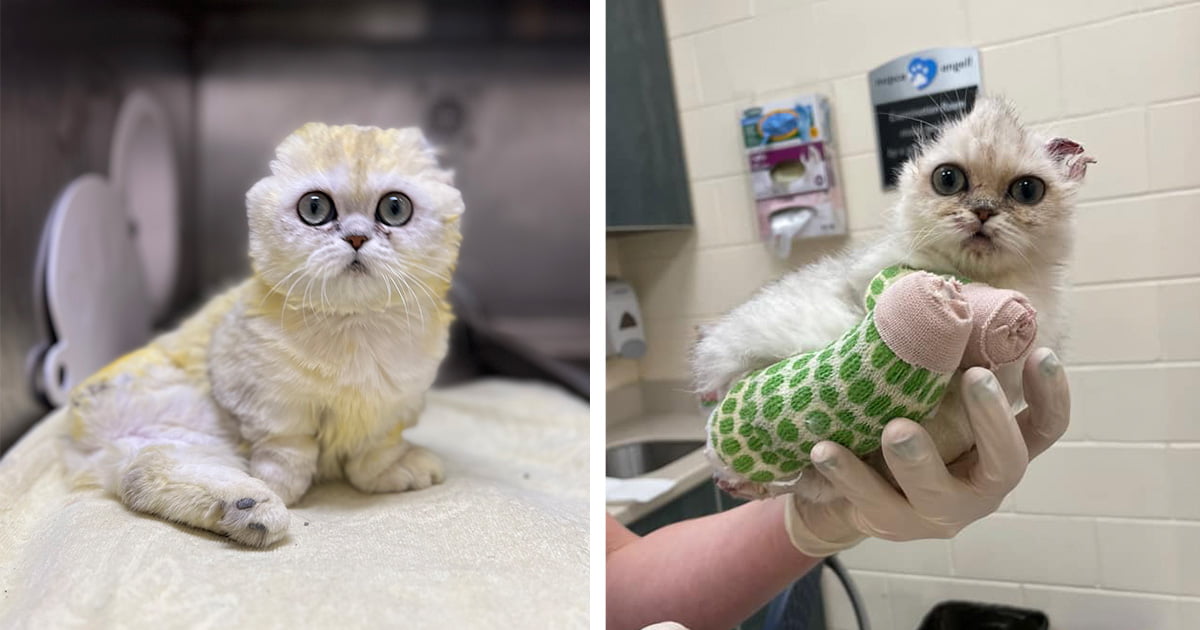 Gatita superó rara enfermedad espera encontrar hogar