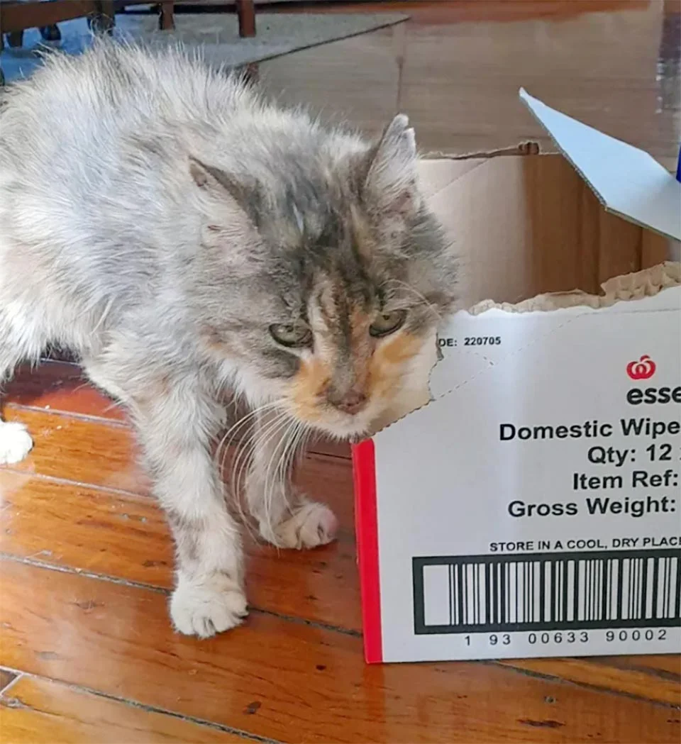 Gata rescatada a los 22 años, prospera y ahora persigue el sol y acapara la cama 5 Gatita y una caja