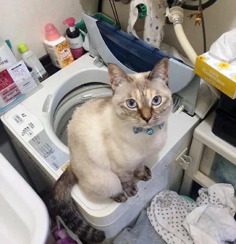 Gatito en la lavandería
