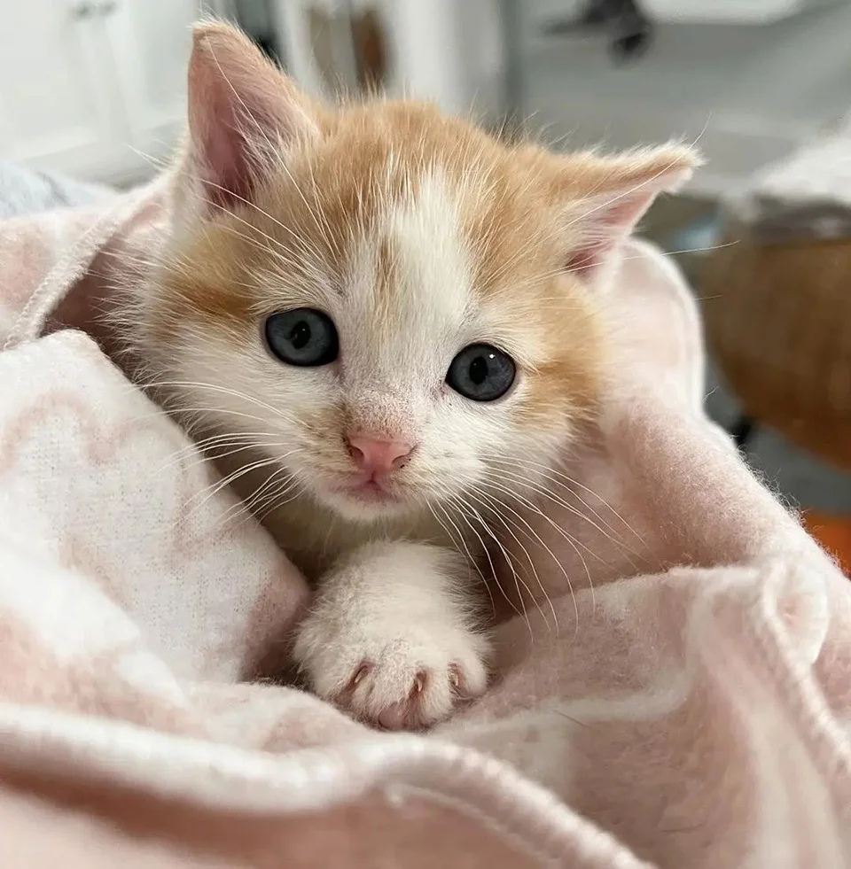 Gata sin hogar llevó a la dueña de una tienda con su gatito durante el frío 5 Gatito rescatado