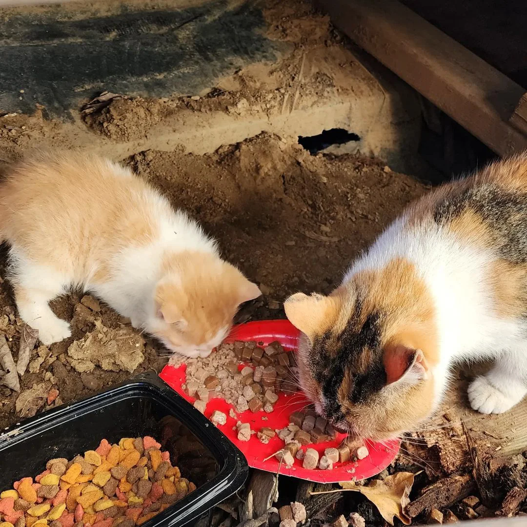 Gata sin hogar llevó a la dueña de una tienda con su gatito durante el frío 2 Gatitos comiendo
