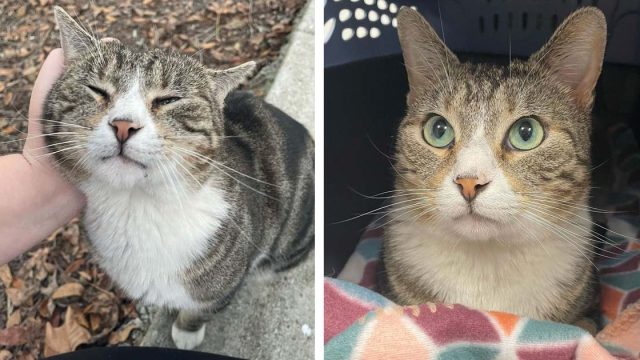 Gato acurruca rescatista no deja nunca mas