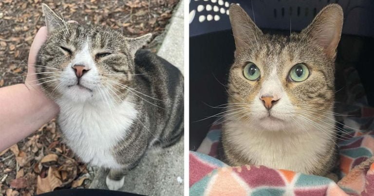 Gato sin hogar se acurruca con la rescatista y no la deja nunca más