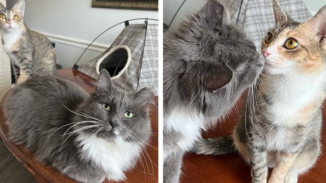 Gato rescatado no soportaba ni quería a otros gatos hasta que conoció a esta gatita