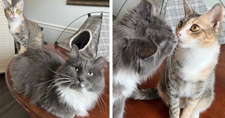 Gato rescatado no soportaba ni quería a otros gatos hasta que conoció a esta gatita