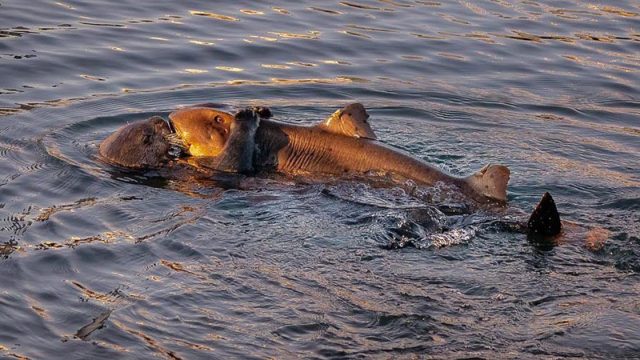 Nutria marina es captada en cámara abrazada con un pequeño tiburón