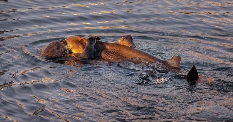 Nutria marina es captada en fotografías mientras «abrazaba» a un pequeño tiburón