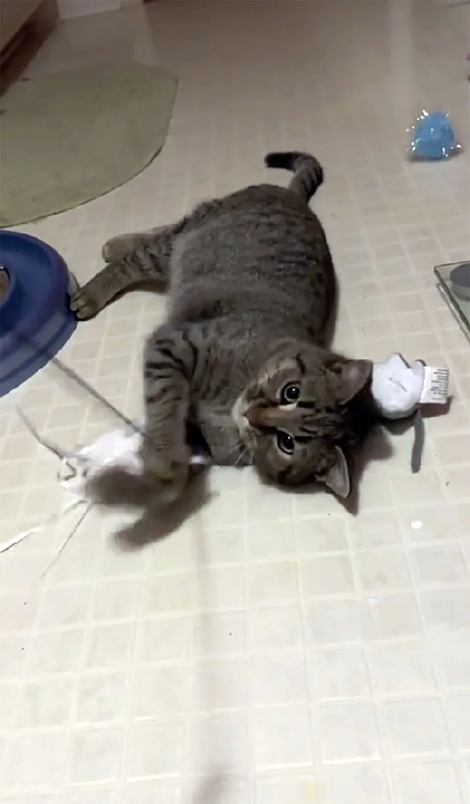 Gata en su nuevo hogar
