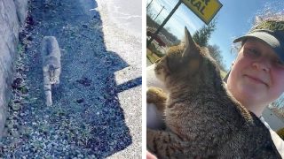 Gata se acerca a mujer en un estacionamiento y le ruega irse a casa con ella