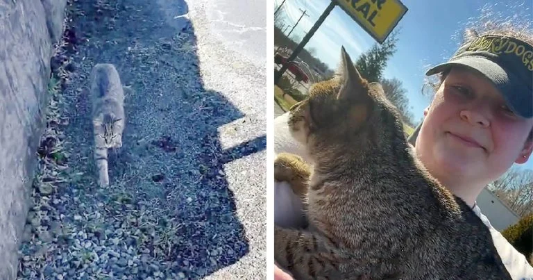 Gata se acerca a mujer en un estacionamiento y le ruega irse a casa con ella