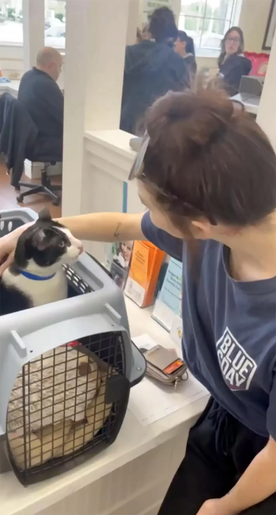 Gato fue entregado al refugio por ser 'demasiado cariñoso' 3 Gatito adoptado