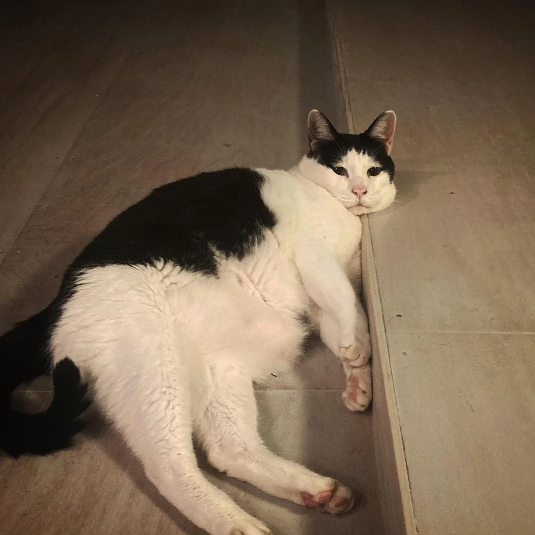 Gatito con cara de tristeza