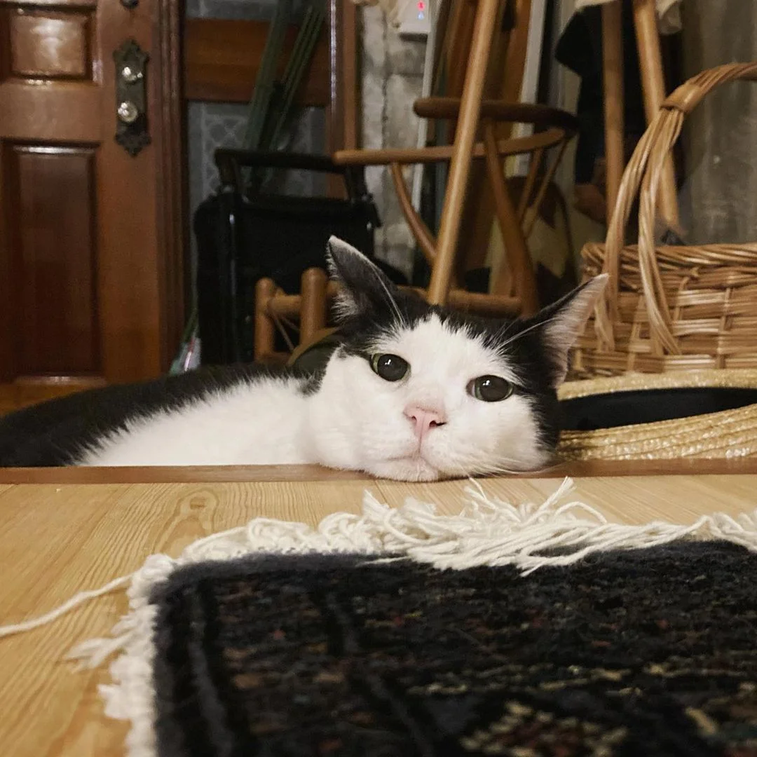 Gatito con expresión graciosa
