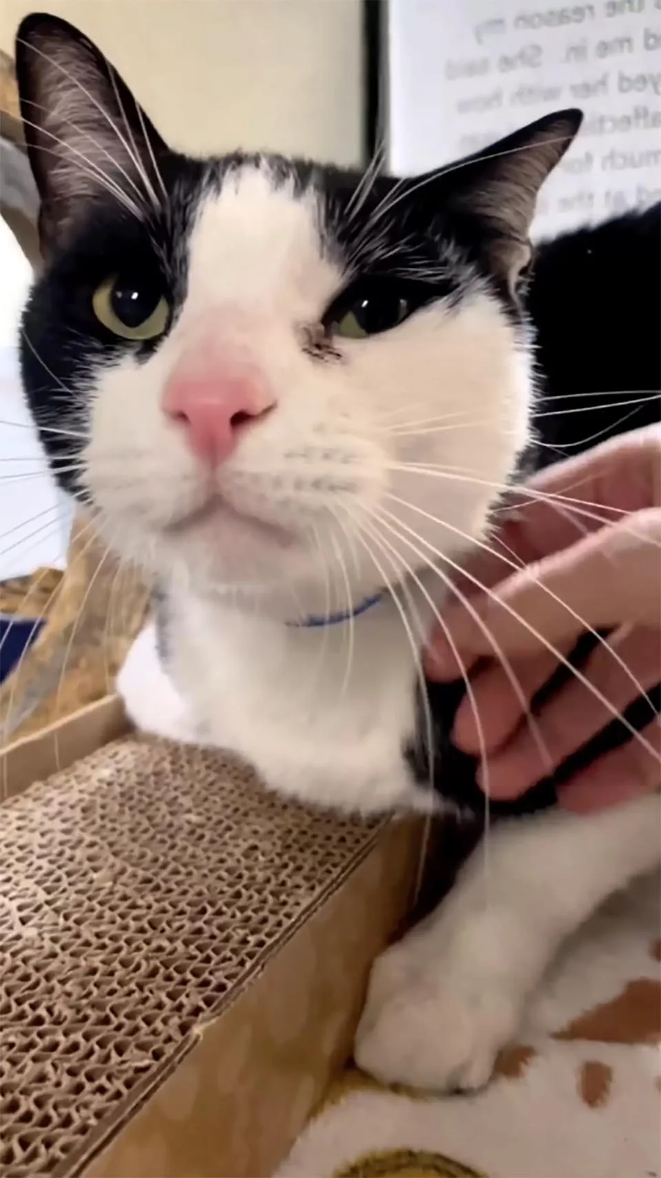 Gato fue entregado al refugio por ser 'demasiado cariñoso' 2 Gatito de refugio