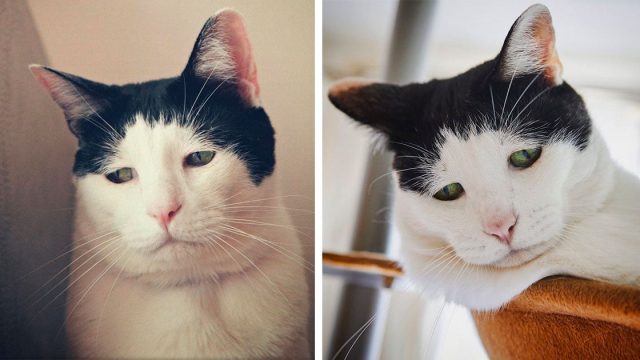 Gato conquistado internet carita llena tristeza